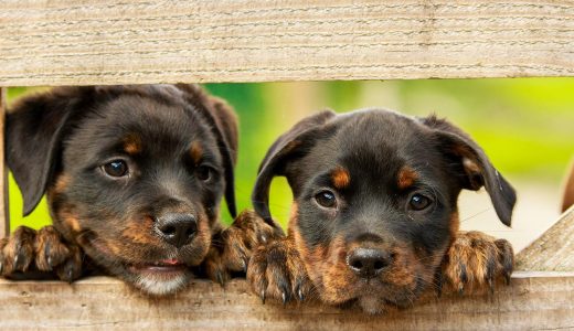 ペット動画の撮り方とは？ポイントや編集のコツを紹介